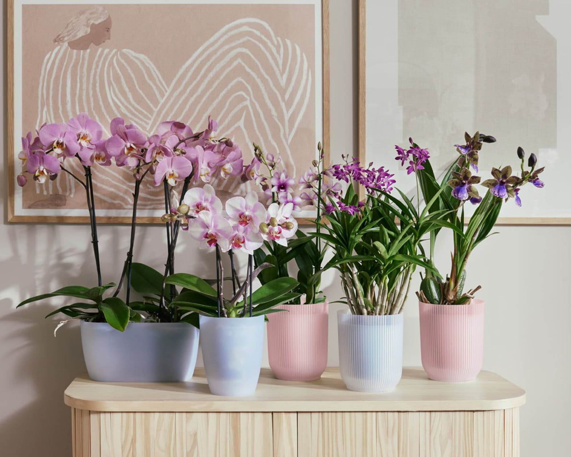 Cachepot Tondo Vibes Orchidea Rosa Smaltato D12,5cm - Elho - immagine 8