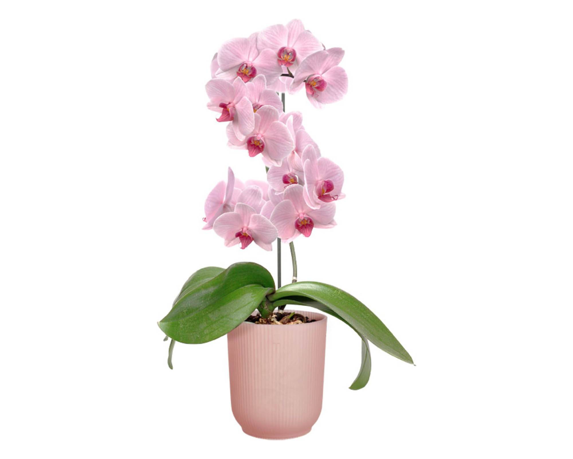 Cachepot Tondo Vibes Orchidea Rosa Smaltato D12,5cm - Elho - immagine 5