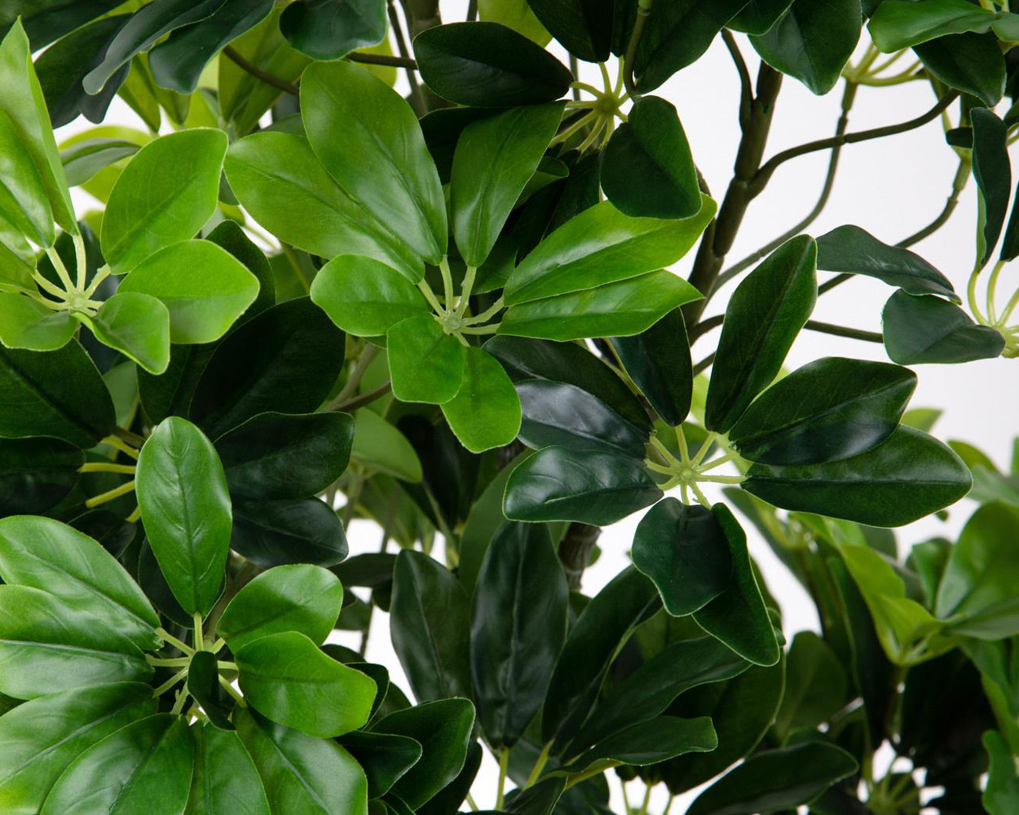 Real Touch Schefflera con Vaso D43x115cm Pianta Artificiale in Plastica e Poliestere - immagine 2