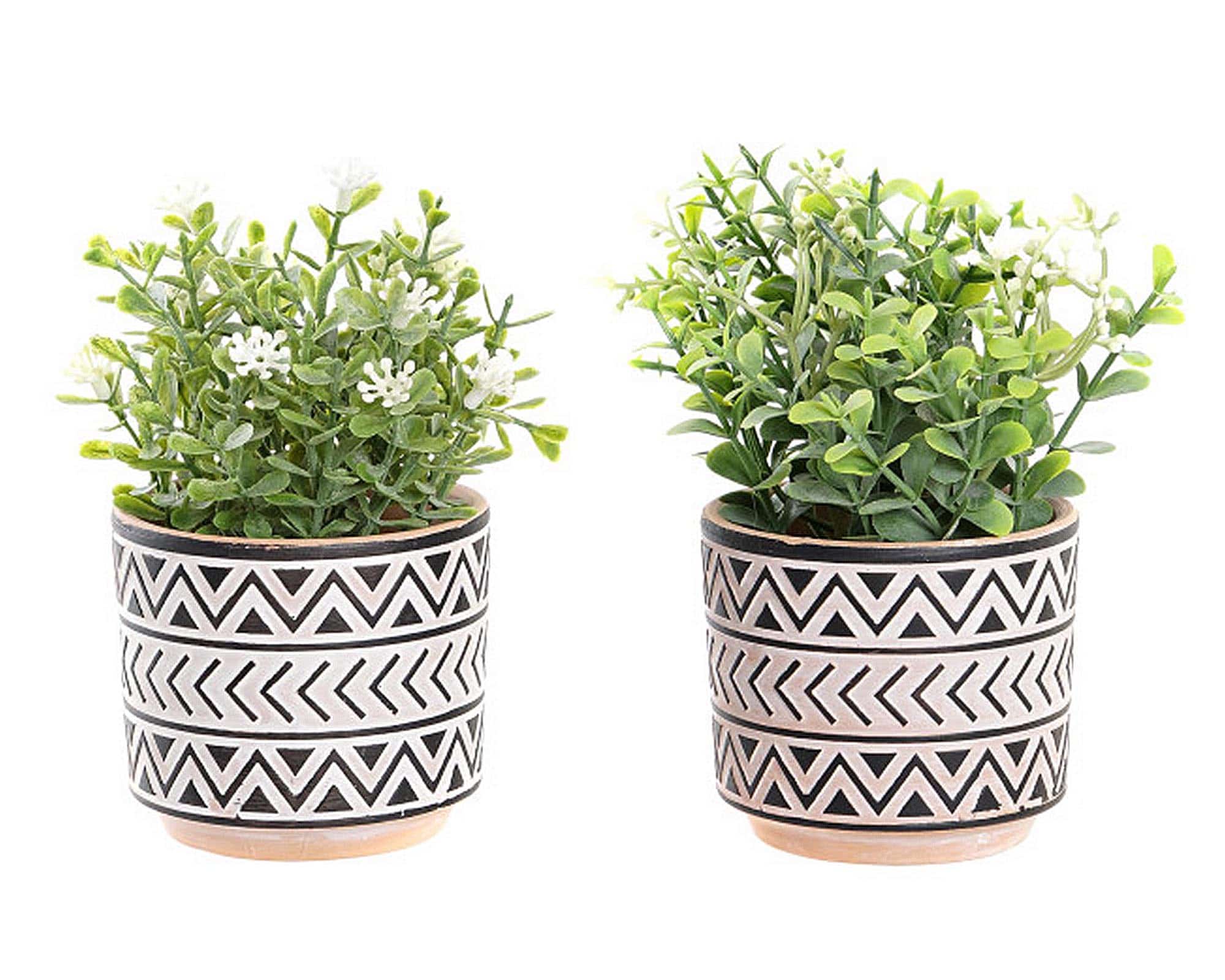 Pianta Verde con Ciotola Assortito D10x15cm in Plastica e Cemento