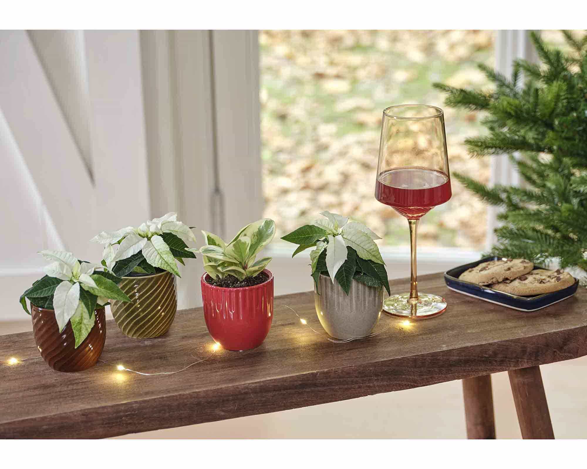 Cachepot Orchidea Semplice e Pratico Assortiti D8x8cm - immagine 3