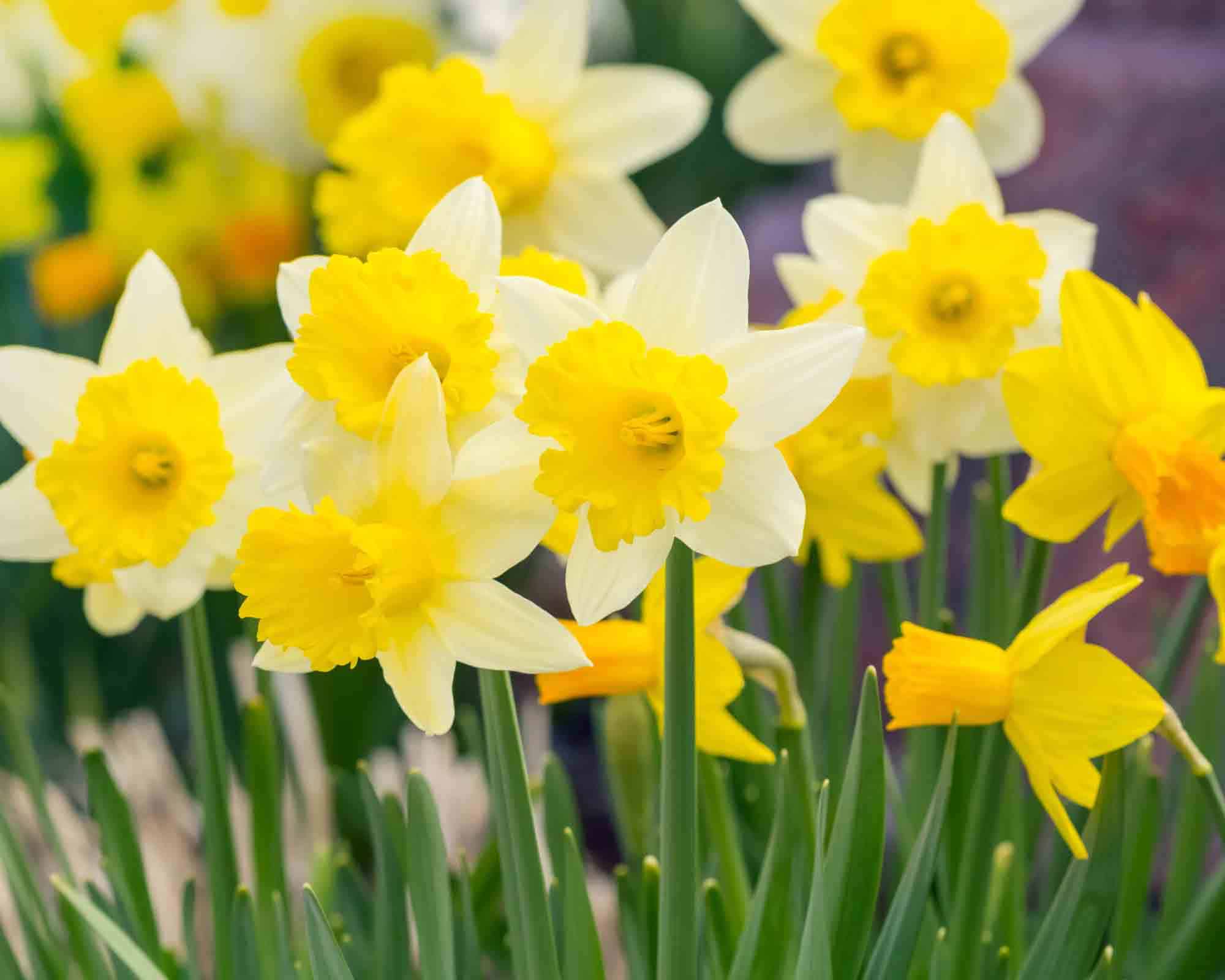 X10 Bulbo di Narciso Mix Color (Narciso) - Kapiteyn - immagine 2