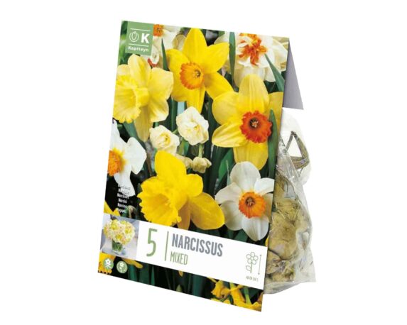 X10 Bulbo di Narciso Mix Color (Narciso) – Kapiteyn