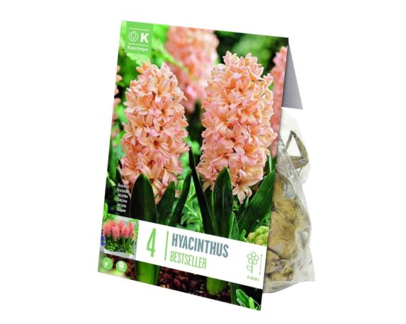 X4 Bulbo Hyacinthus Bestseller (Giacinto) – Kapiteyn
