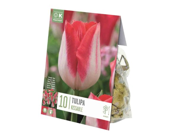 X10 Bulbo Tulipa Kissable (Tulipano) – Kapiteyn