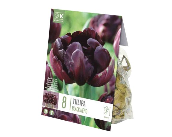 X8 Bulbo Tulipa Black Hero (Tulipano) – Kapiteyn