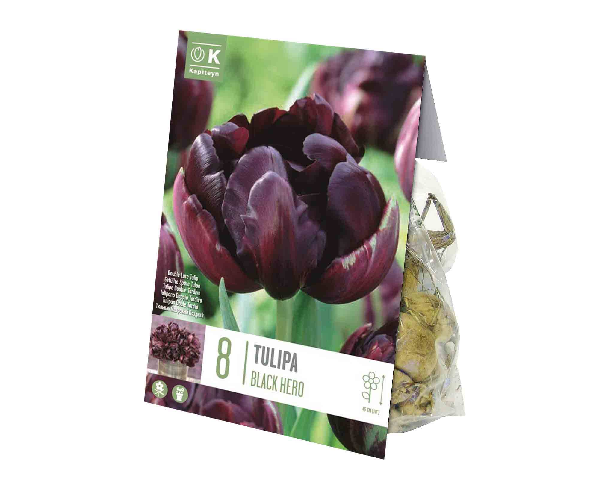 X8 Bulbo Tulipa Black Hero (Tulipano) - Kapiteyn