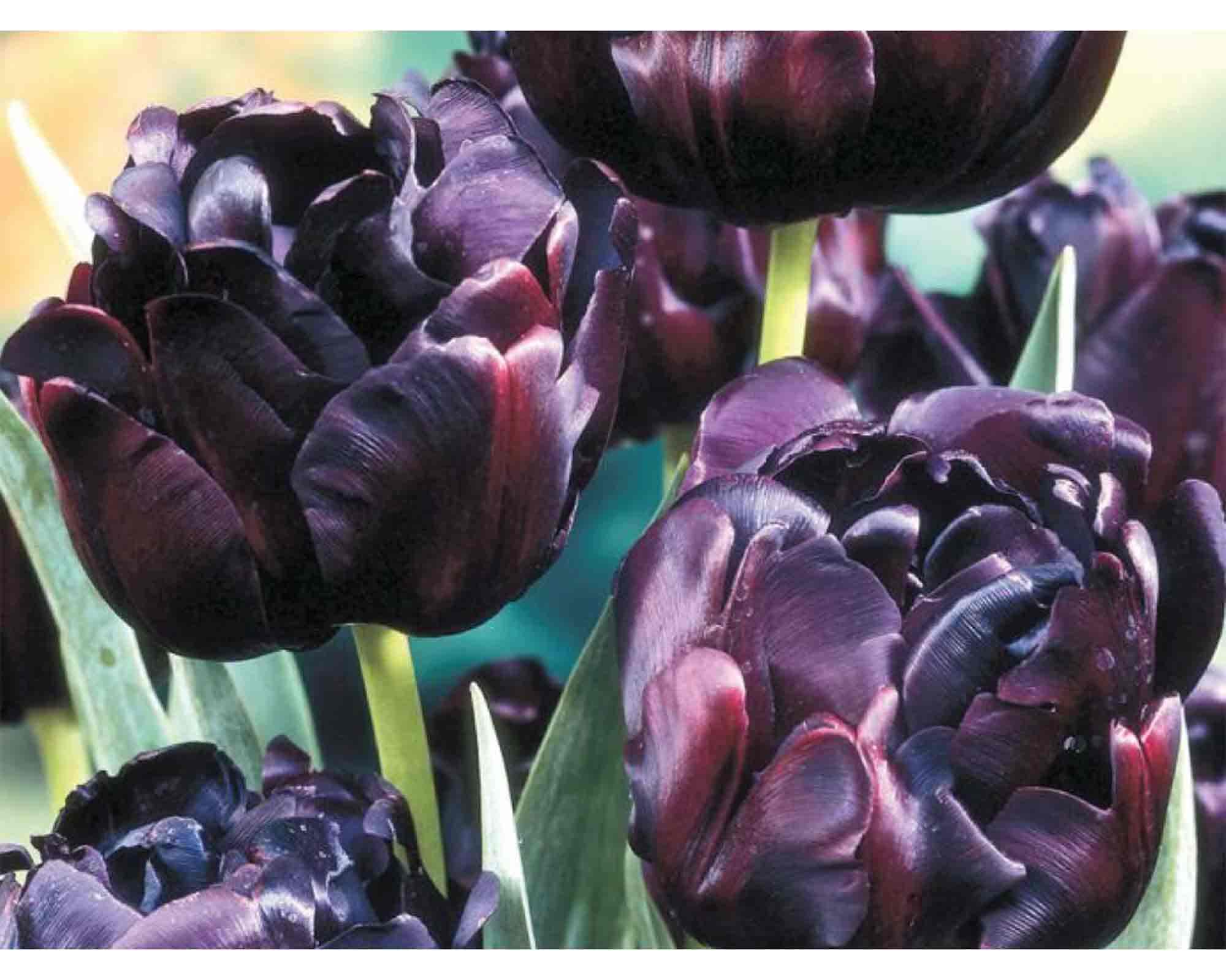 X8 Bulbo Tulipa Black Hero (Tulipano) - Kapiteyn - immagine 2