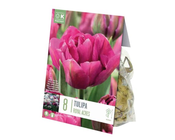 X8 Bulbo Tulipa Double Royal Acres (Tulipano) – Kapiteyn