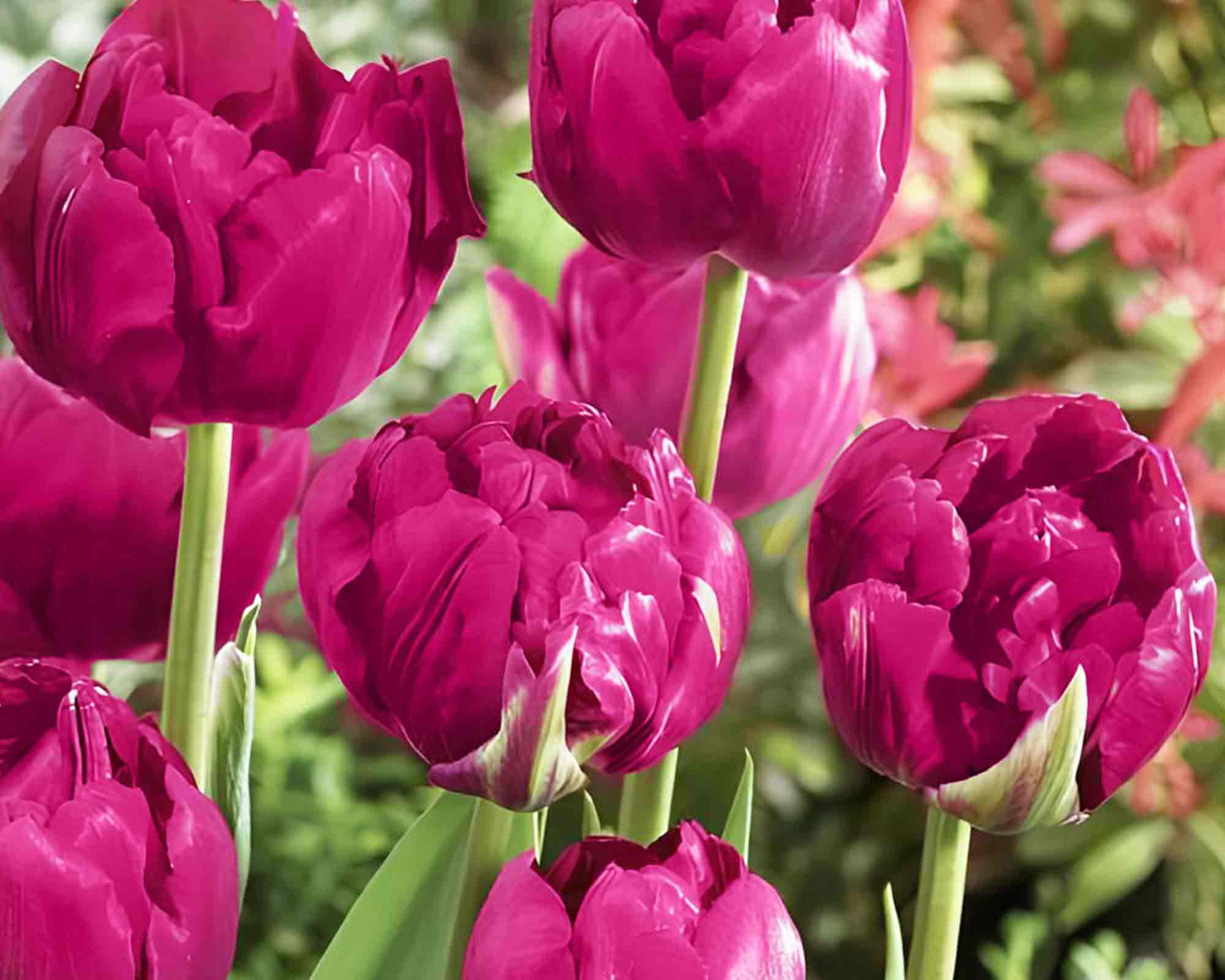 X8 Bulbo Tulipa Double Royal Acres (Tulipano) - Kapiteyn - immagine 2