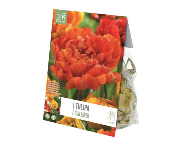 X8 Bulbo Tulipa Sun Lover (Tulipano) – Kapiteyn
