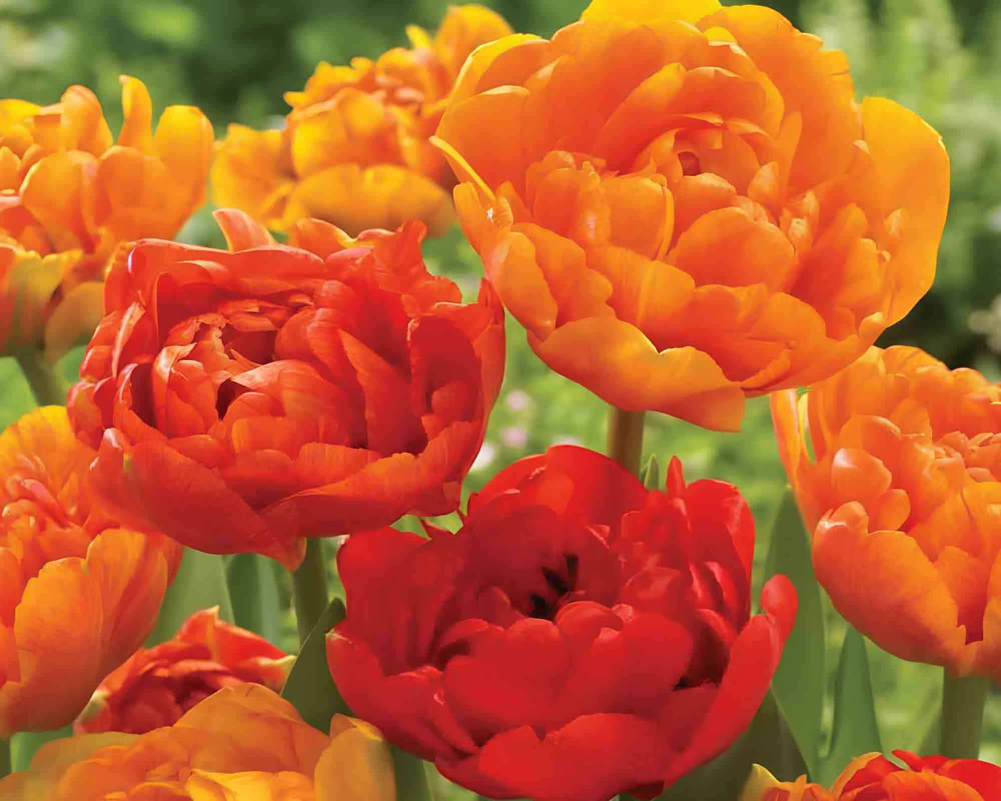 X8 Bulbo Tulipa Sun Lover (Tulipano) - Kapiteyn - immagine 2