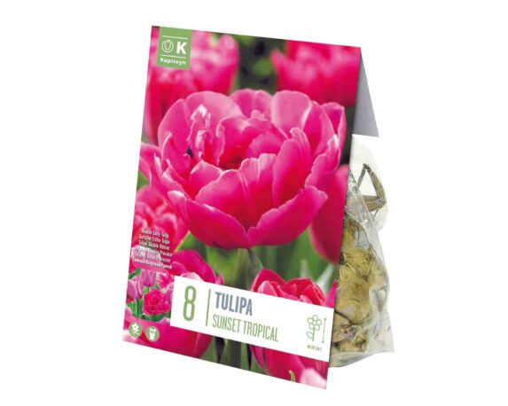 X8 Bulbo Tulipa Sunset Tropical (Tulipano) – Kapiteyn