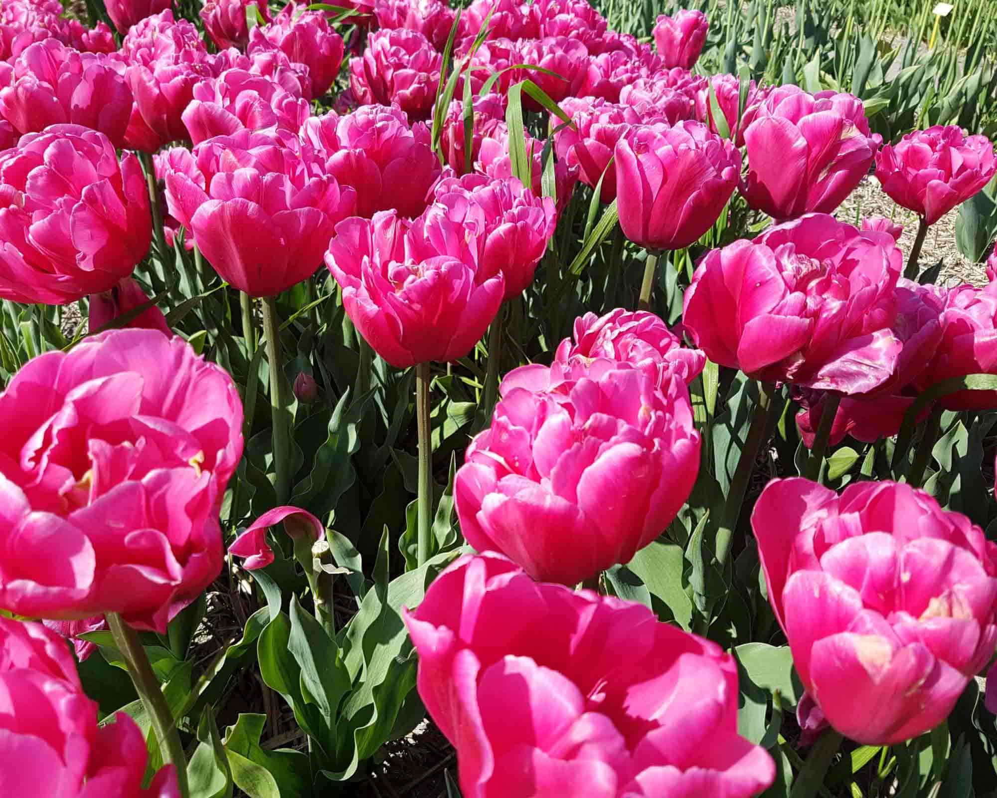 X8 Bulbo Tulipa Sunset Tropical (Tulipano) - Kapiteyn - immagine 2