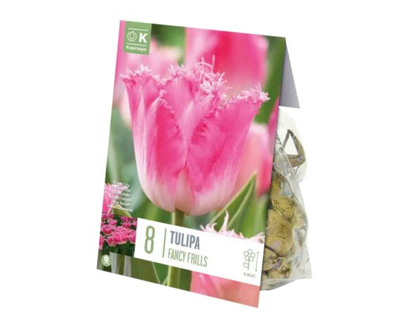 X8 Bulbo Tulipa Fancy Frills (Tulipano) – Kapiteyn