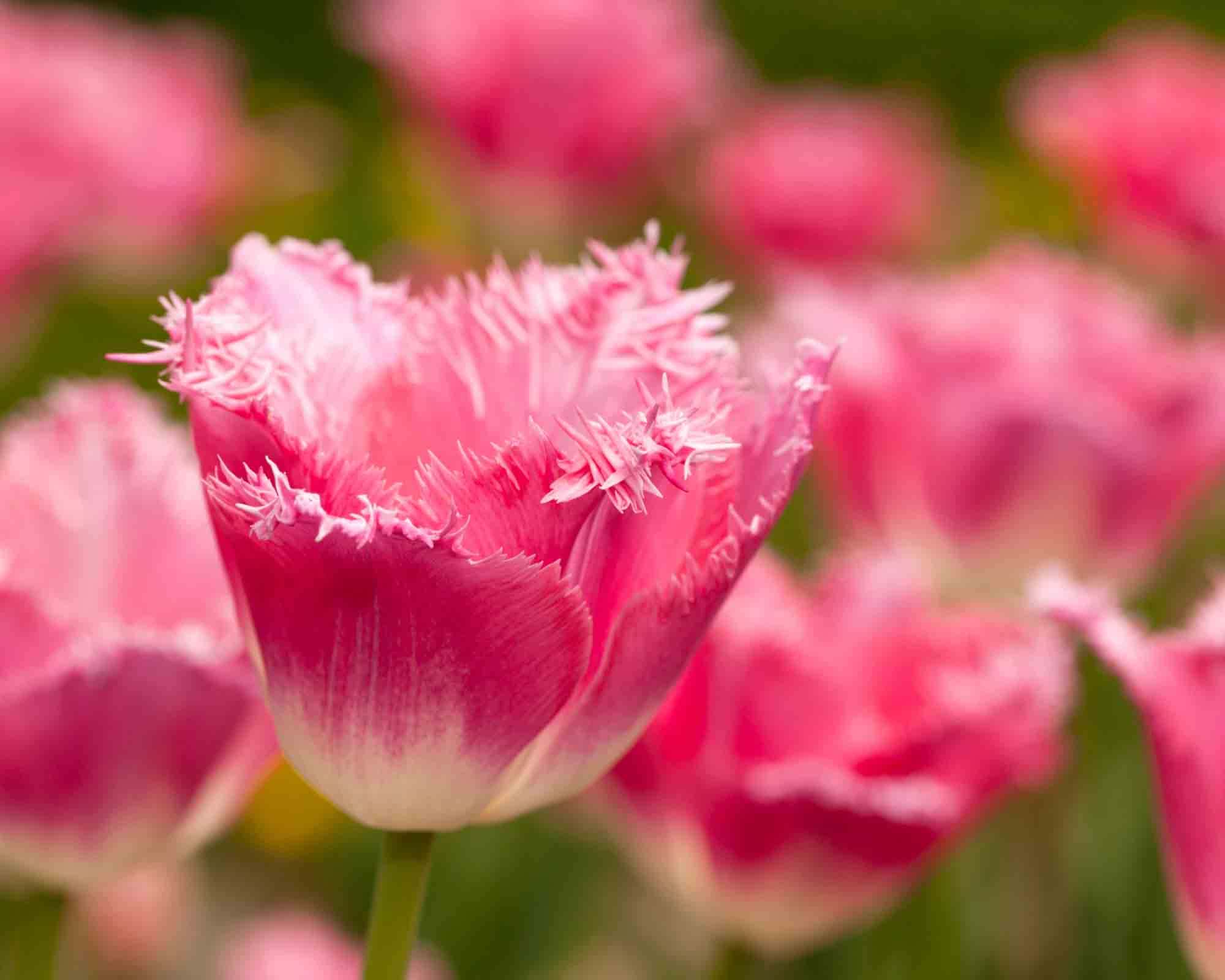 X8 Bulbo Tulipa Fancy Frills (Tulipano) - Kapiteyn - immagine 2