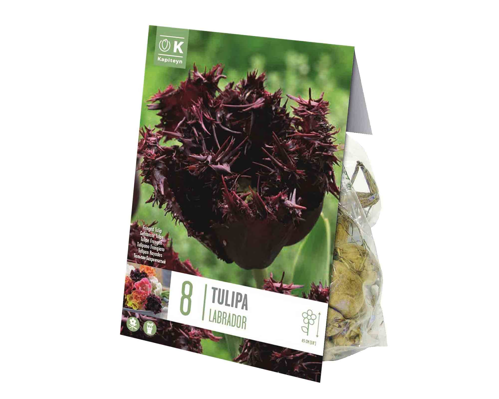 X8 Bulbo Tulipa Labrador (Tulipano) - Kapiteyn