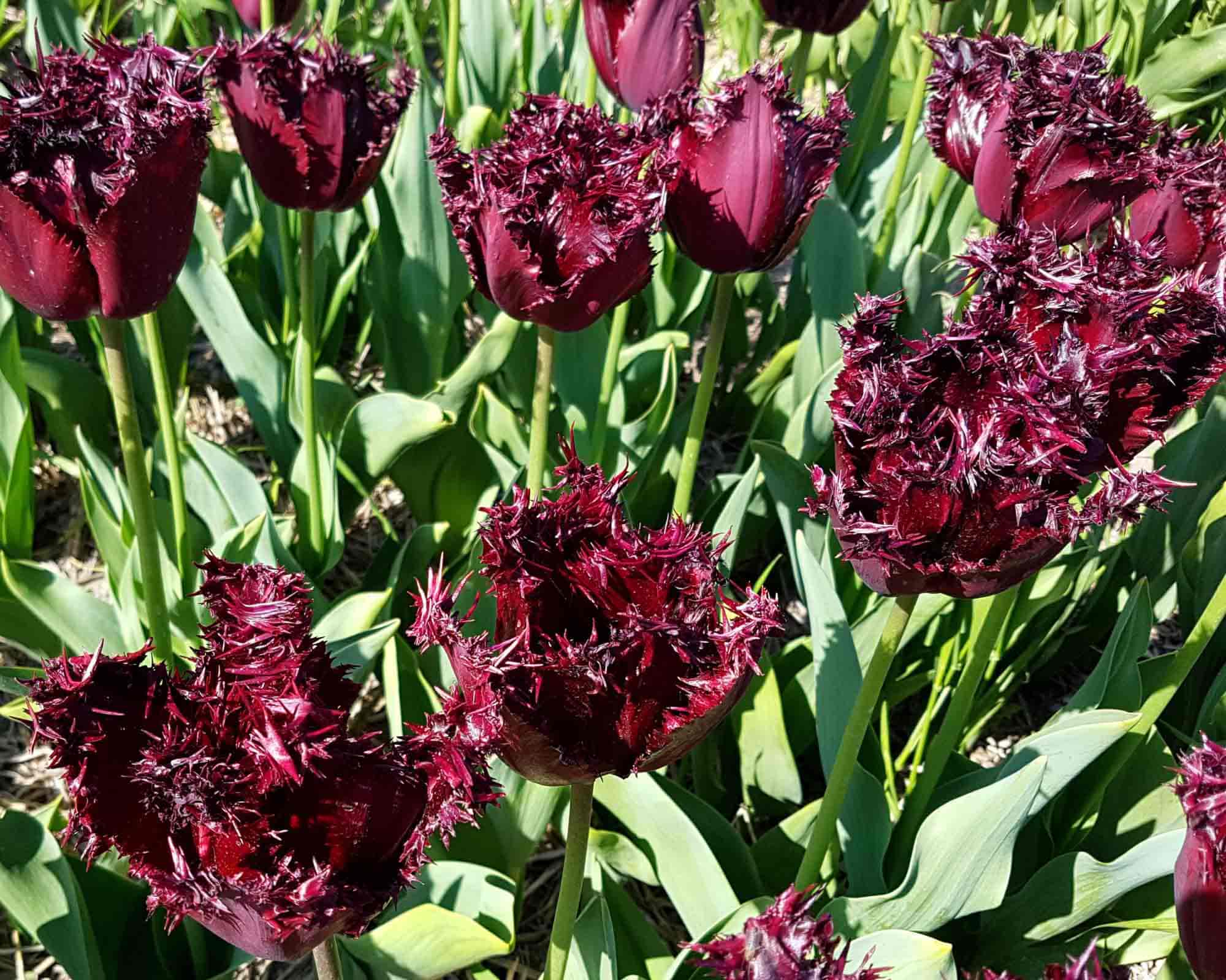X8 Bulbo Tulipa Labrador (Tulipano) - Kapiteyn - immagine 2