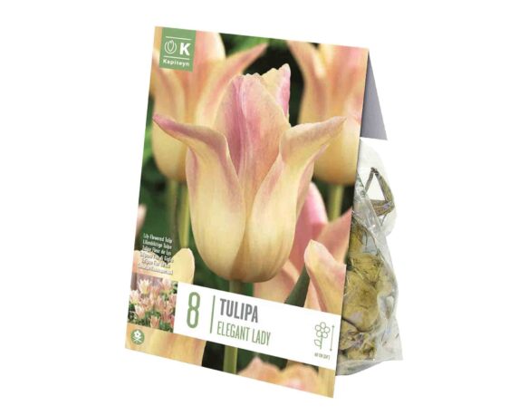 X8 Bulbo Tulipa Elegant Lady (Tulipano) – Kapiteyn