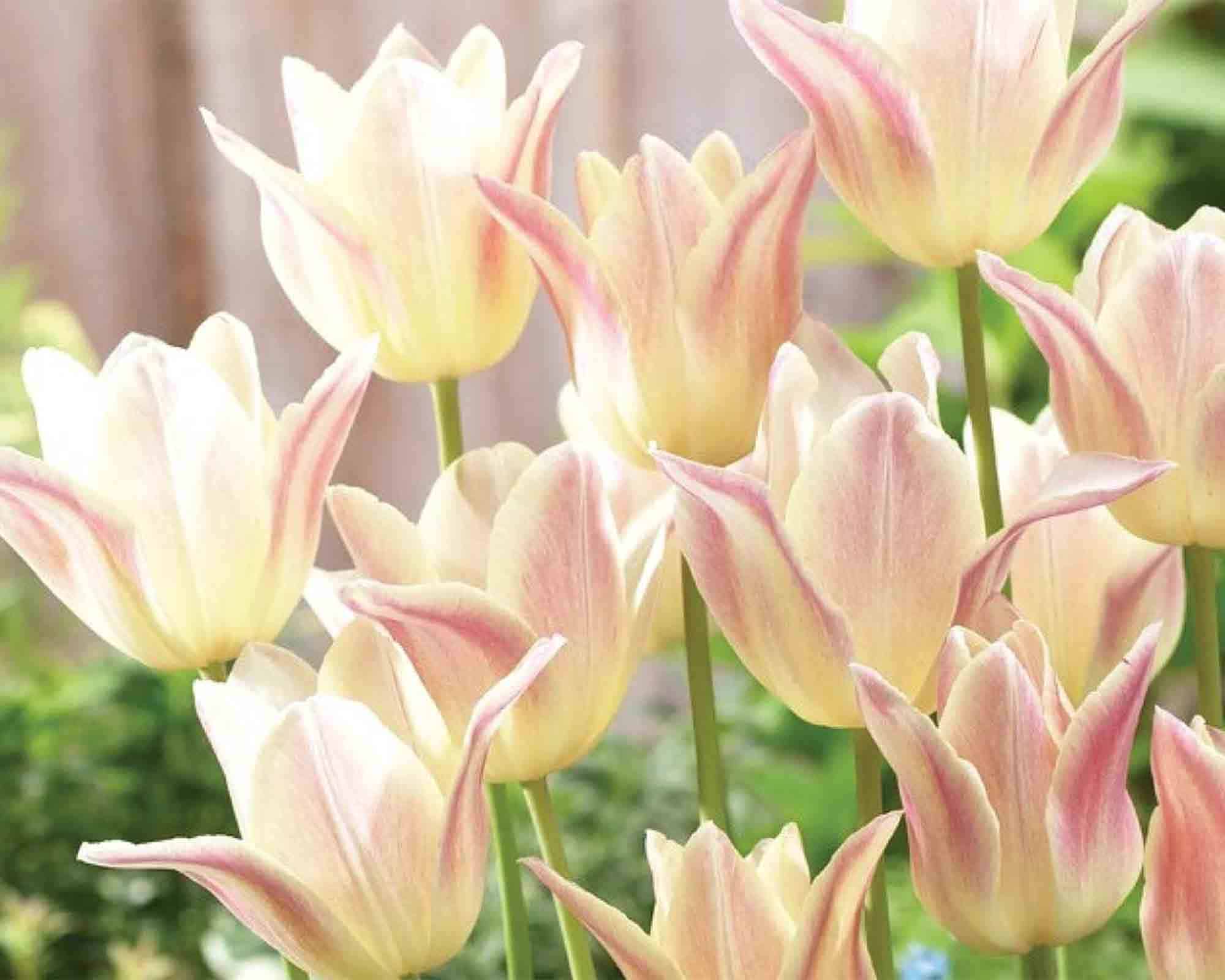 X8 Bulbo Tulipa Elegant Lady (Tulipano) - Kapiteyn - immagine 2