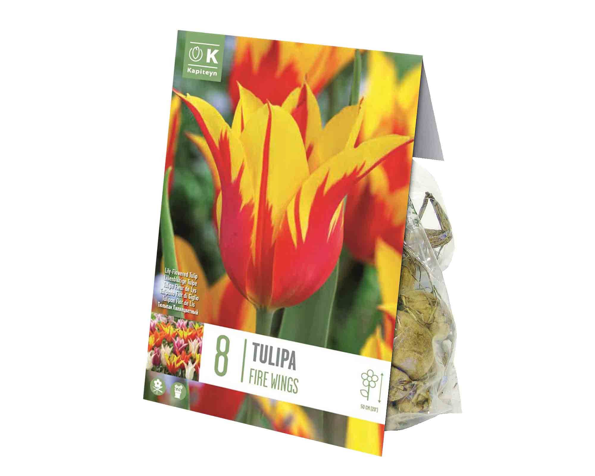 X8 Bulbo Tulipa Black Hero (Tulipano) - Kapiteyn