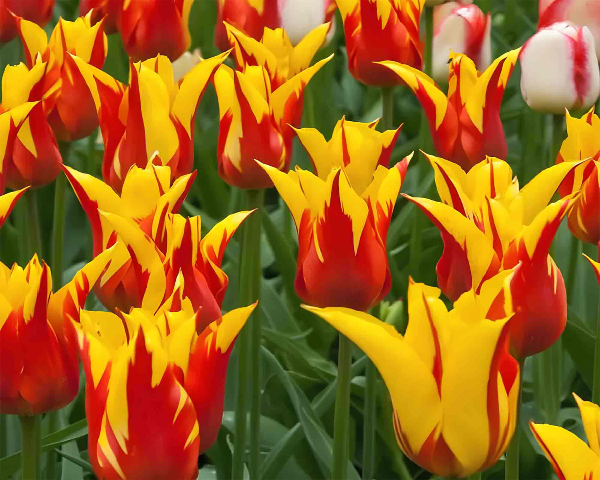 X8 Bulbo Tulipa Black Hero (Tulipano) - Kapiteyn - immagine 2