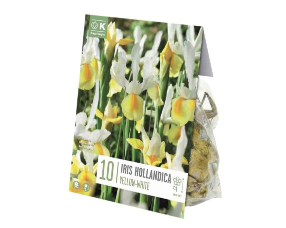 X10 Bulbo Iris Hollandica Yellow-White (Iris) – Kapiteyn