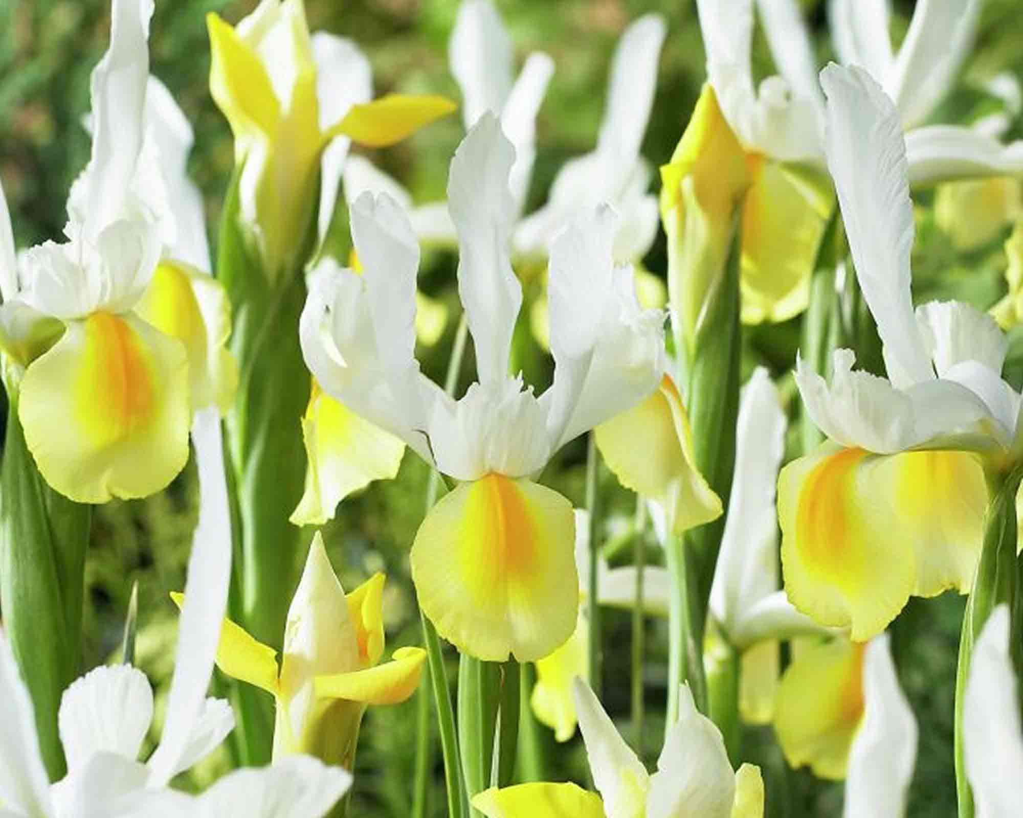 X10 Bulbo Iris Hollandica Yellow-White (Iris) - Kapiteyn - immagine 2