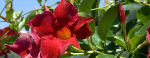 Pianta del mese di Settembre: Dipladenia