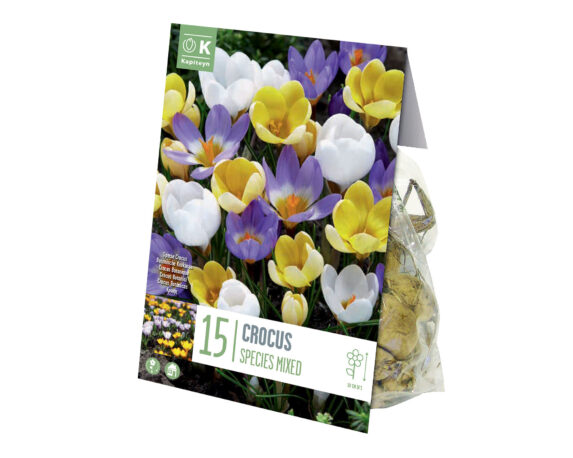 Bulbo Crocus Specie Mixed Colours X15 (Croco) – Kapiteyn