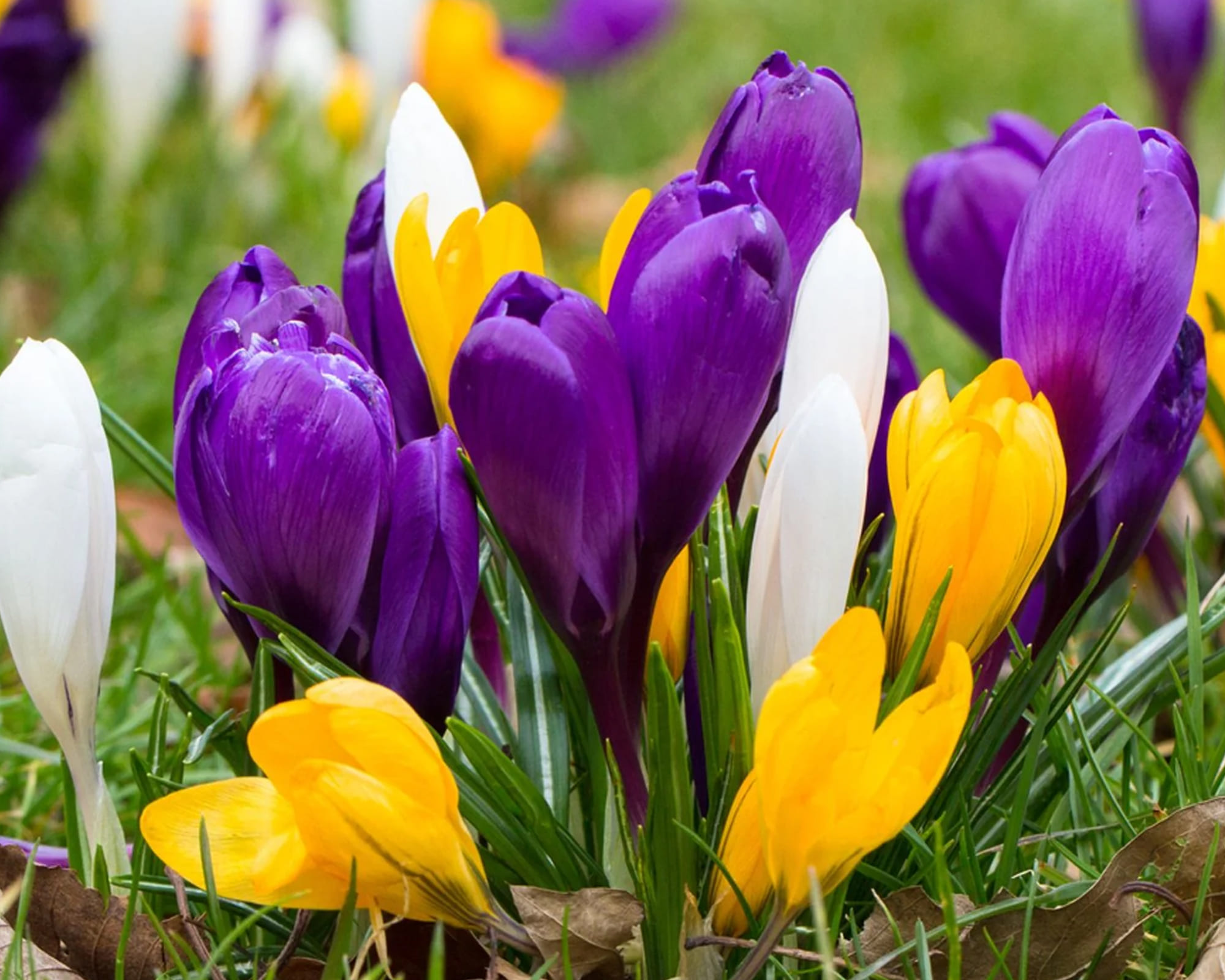 Bulbo Crocus Specie Mixed Colours X15 (Croco) - Kapiteyn - immagine 2