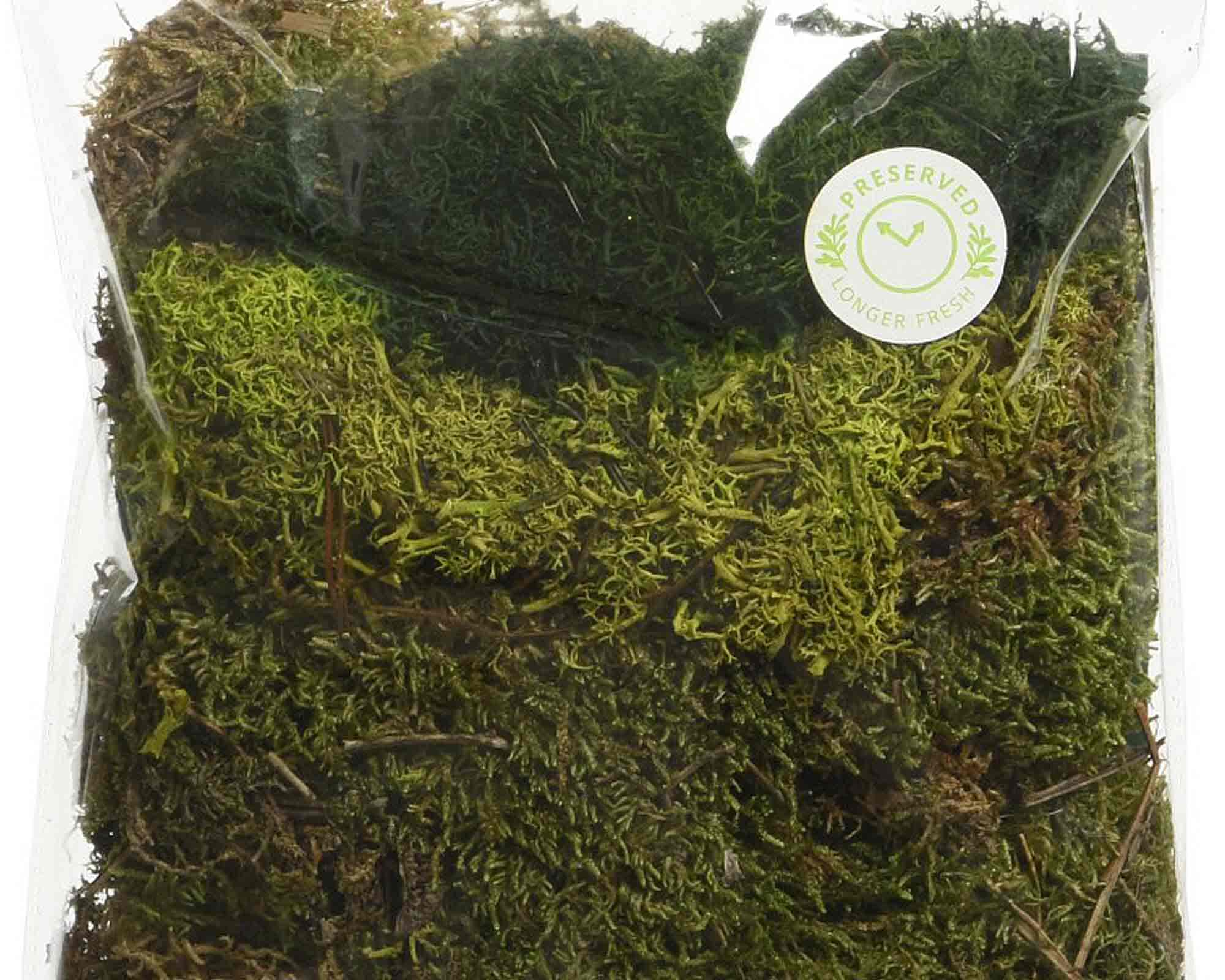 Muschio a Tappeto per Presepi 18x4x22cm - immagine 3