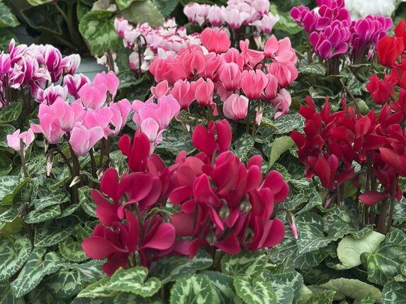 Pianta del mese di Ottobre: Il Ciclamino