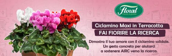 🌸 Ciclamino AIRC – Facciamo fiorire la ricerca 🎀