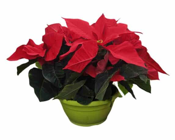 Poinsettia Stella di Natale Pulcherrima Ciotola V20