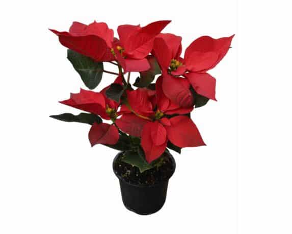 Poinsettia Stella di Natale Pulcherrima Mix h30 V12