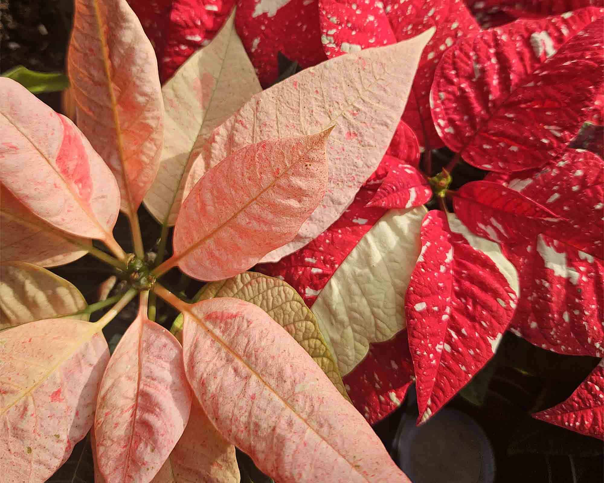 Poinsettia Stella di Natale Mix V5,5 - immagine 7