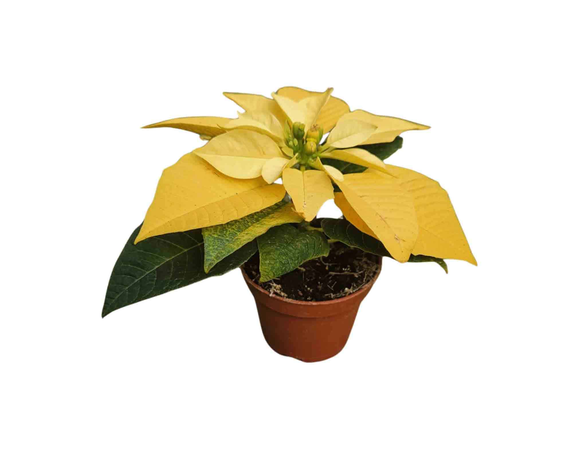 Poinsettia Stella di Natale Mix V5,5 - immagine 4