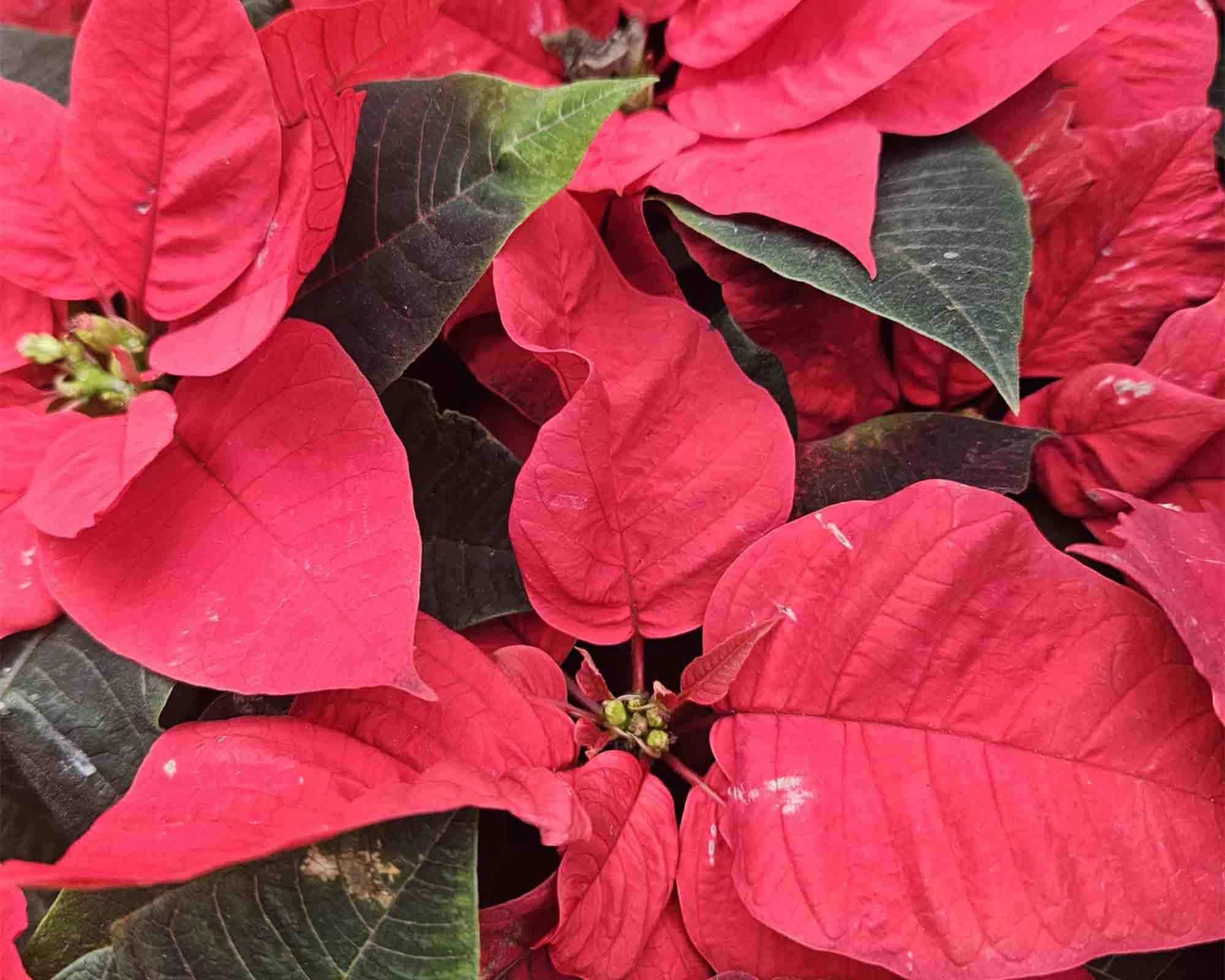 Poinsettia Stella di Natale Mix V5,5 - immagine 6