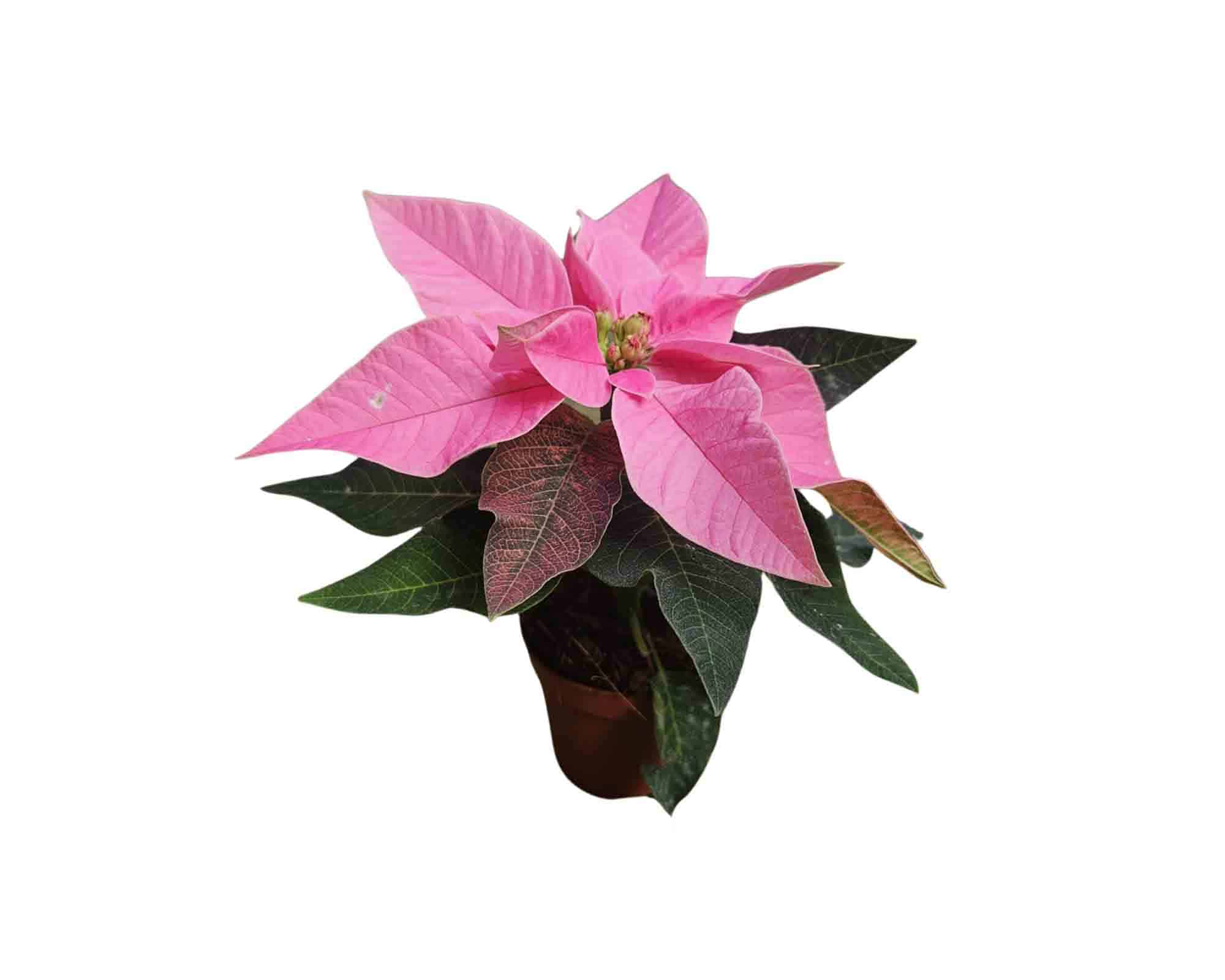Poinsettia Stella di Natale Mix V5,5 - immagine 3