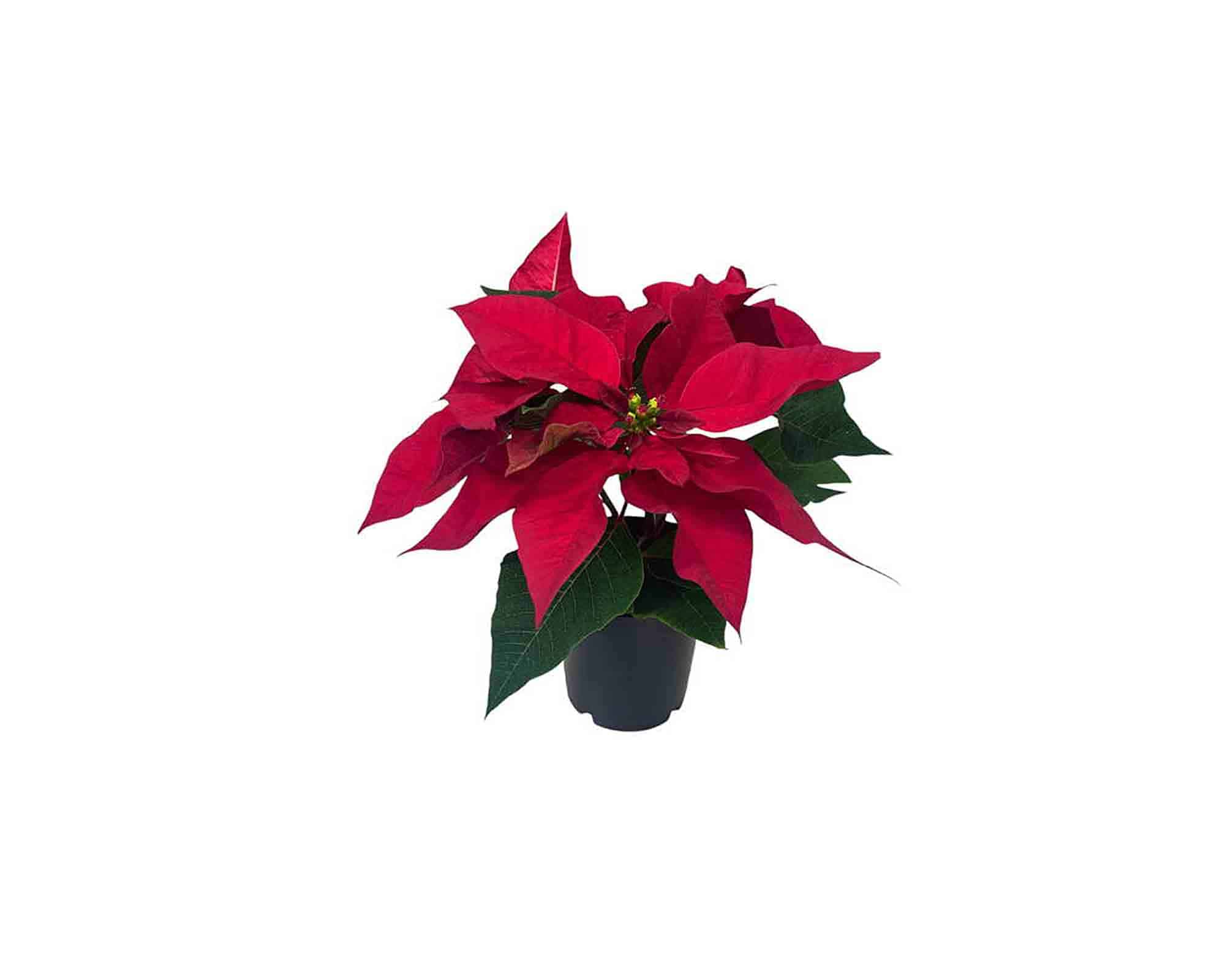 Poinsettia Stella di Natale Mix V5,5 - immagine 5