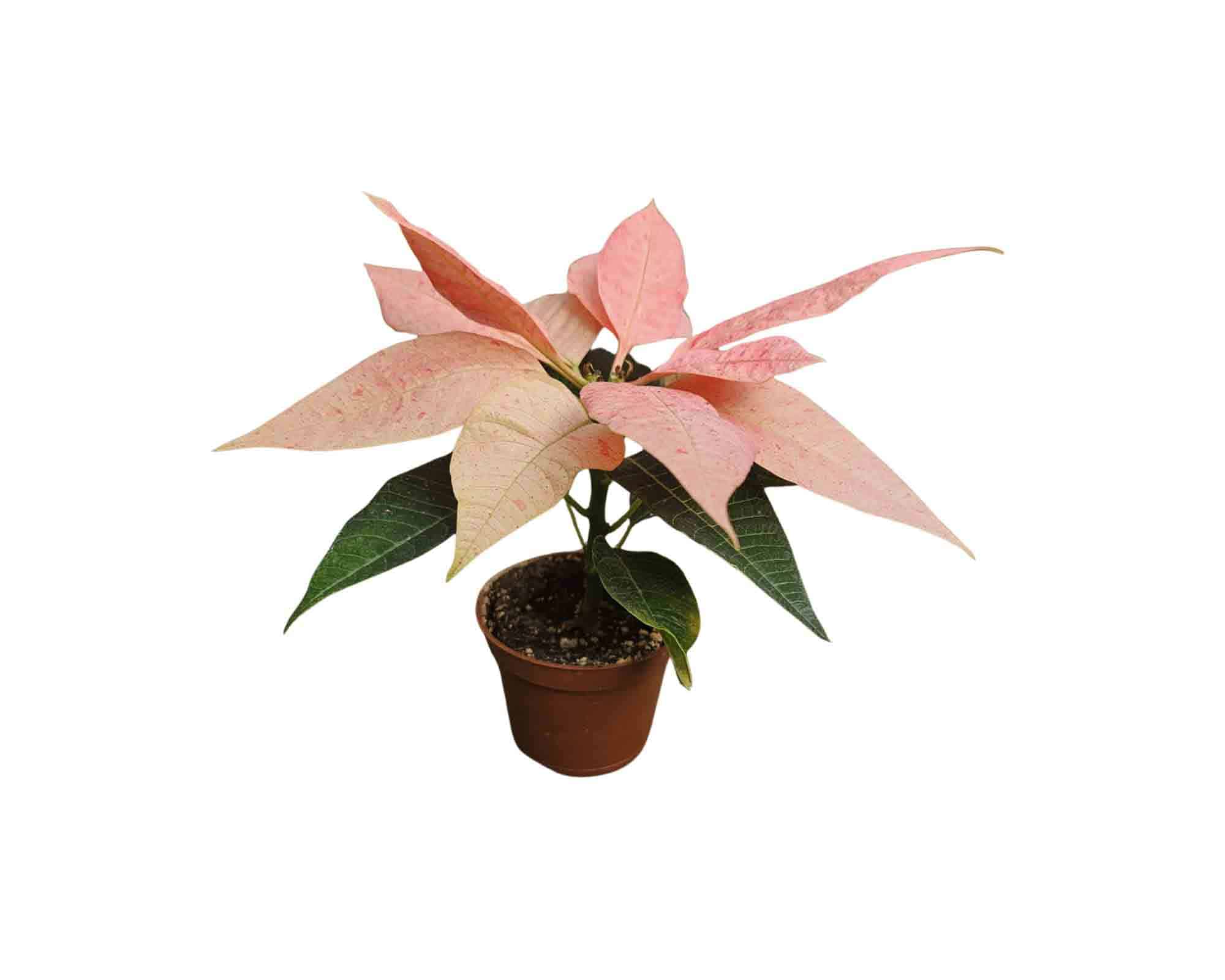 Poinsettia Stella di Natale Mix V5,5 - immagine 2