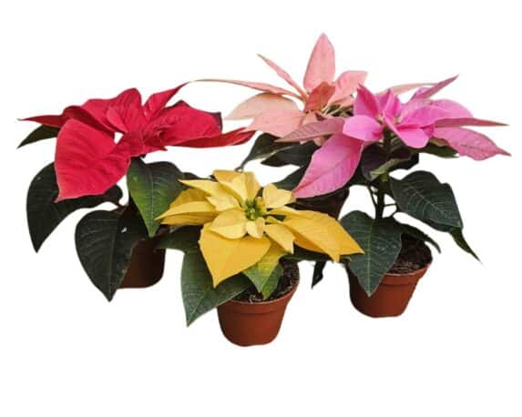 Poinsettia Stella di Natale Mix V5,5