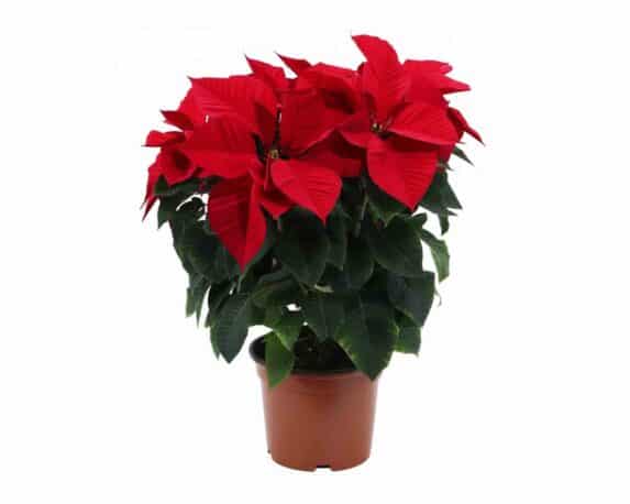Poinsettia Stella di Natale Pulcherrima V16
