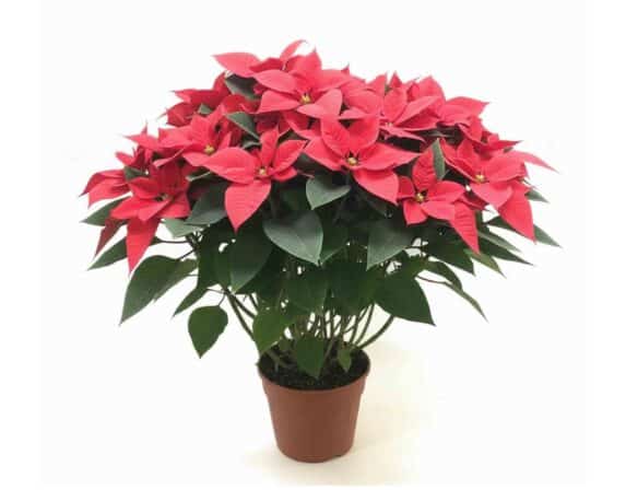 Poinsettia Stella di Natale Pulcherrima 2 Piante per vaso V20