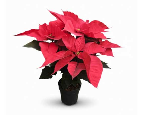 Poinsettia Stella di Natale Pulcherrima Vaso Terracotta V16