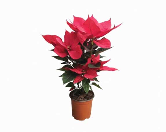 Poinsettia Stella di Natale Pulcherrima V14