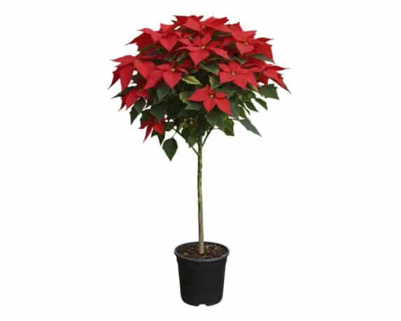 Poinsettia Stella di Natale Pulcherrima Alberello Mix V24