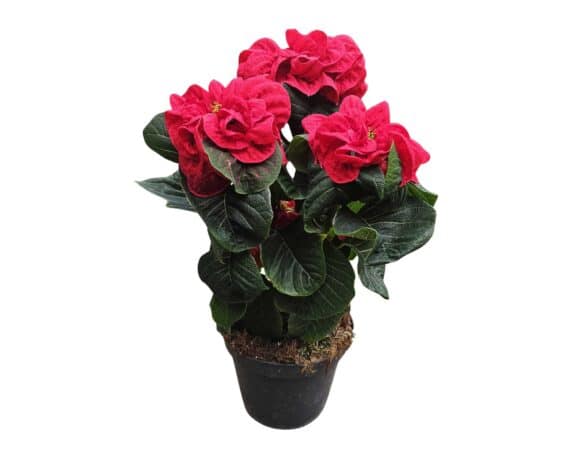 Poinsettia Stella di Natale Pulcherrima Winter Rose V12