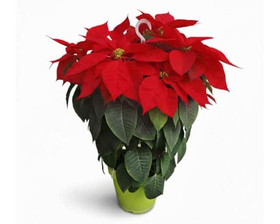 Poinsettia Stella di Natale Pulcherrima Mix V24